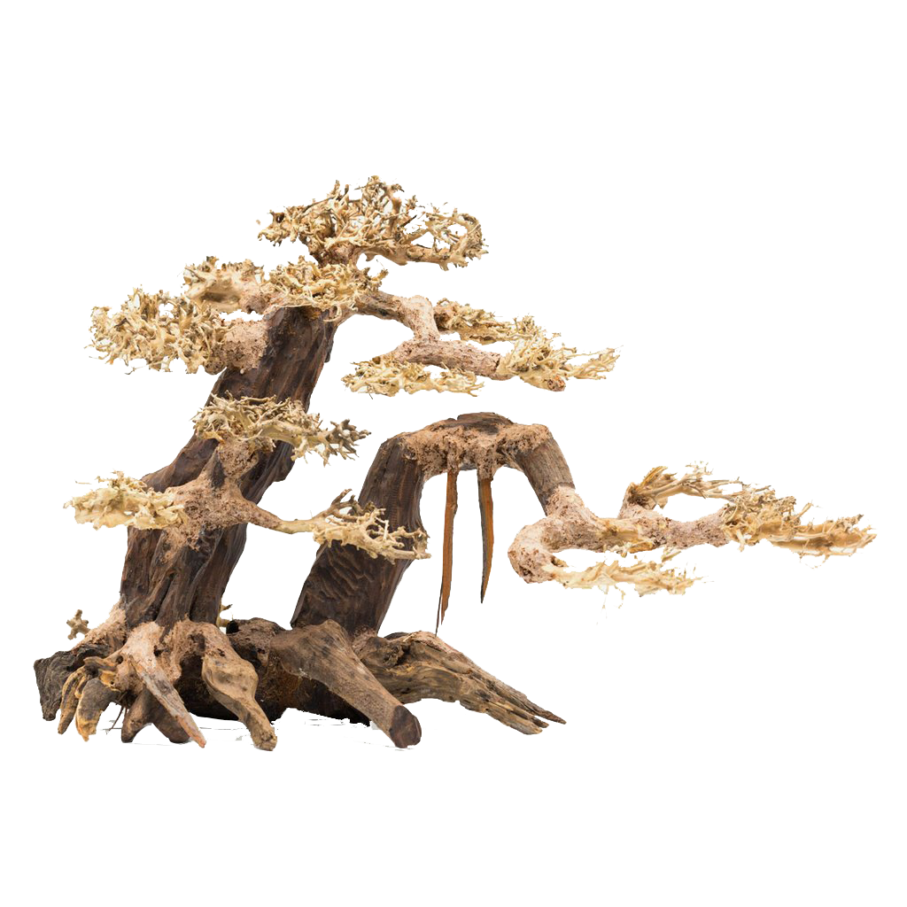 Bonsai Wood Wood Aquarium Aquarium Decoration Singapore LFS Aquarium